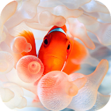 Clownfish Video Live Wallpaper icon