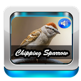 Chipping Sparrow icon
