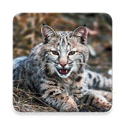 Bobcat Sound Collections ~ Sclip.app