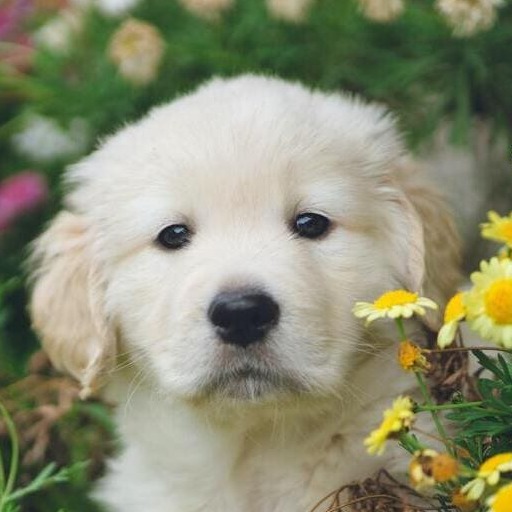 Fondos de Pantalla de Perros G logo
