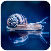 Snail Wallpaper HD