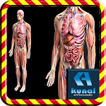 Cover Image of Baixar Human Anatomy  APK