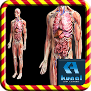 Human Anatomy