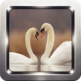 Beautiful Swan Wallpapers icon