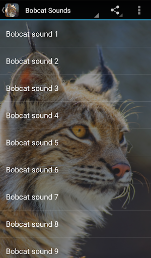 Bobcat Sounds Screen 3