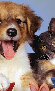 小狗和小猫壁纸(圖2)-速報App