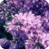 Lilac Live Wallpaper icon