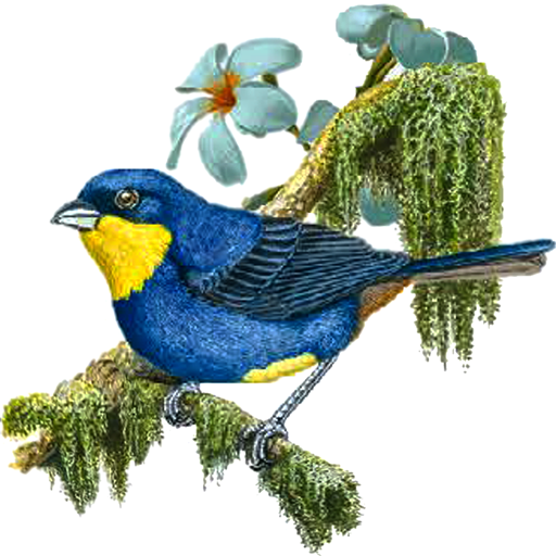 Tesoros Alados logo