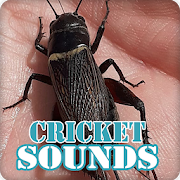 Cricket Insect Sounds Collection