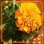 Cover Image of Tải xuống Autumn Flowers HD  APK