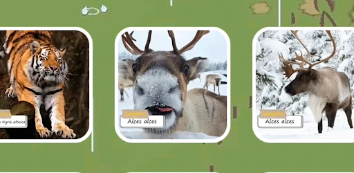 National Animals Puzzle