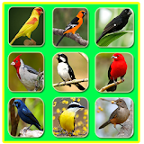 Canto de pássaros Silvestres icon