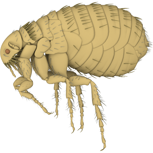 3D Flea Explorer logo