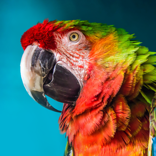 The Parrot logo