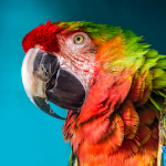 Cover Image of Download The Parrot  APK