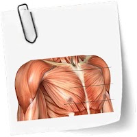 Cours d’Anatomie