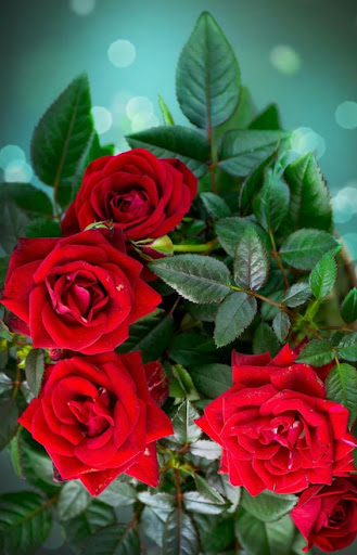 باقات ورد رائعة