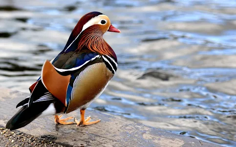 Mandarin Duck Wallpaper HD