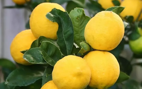 Budidaya Lemon