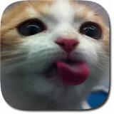 Cat Lick Screen Live Wallpaper icon