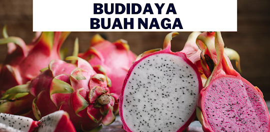 Budidaya Buah Naga