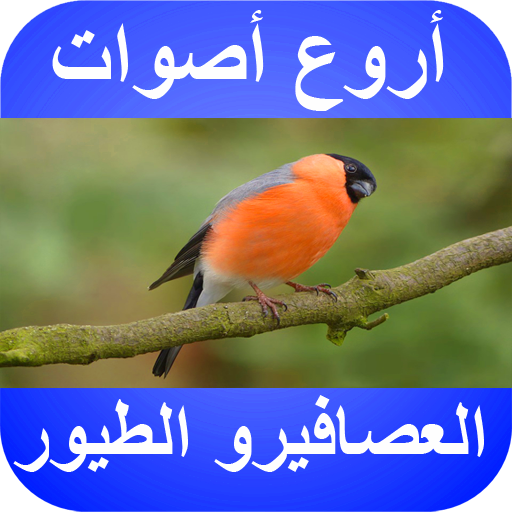 أروع أصوات العصافير و الطيور بدون نت التطبيقات على Google Play