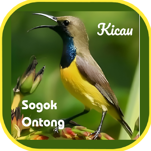 Suara burung sogok ontong Download on Windows