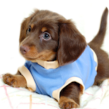 Funny Puppies live wallpaper icon