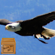 birds of prey wallpaper - eagle bird wallpaper Download on Windows