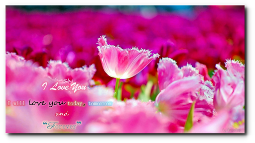 Android application Love and Romance Wishes Quotes screenshort