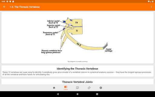 The Goofy Anatomist MedEd