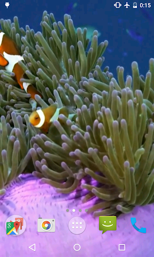 Clownfish Video Live Wallpaper Screen 3