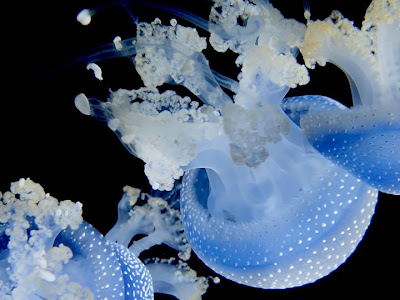 √100以上 クラゲ 壁紙 かわいい 196109-クラゲ 壁紙 か��いい