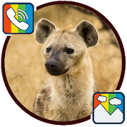 Hyena - RINGTONES and WALLPAPERS