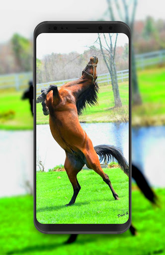Horse Wallpaper HD Offline