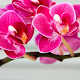 Orchid Flower Wallpaper Download on Windows