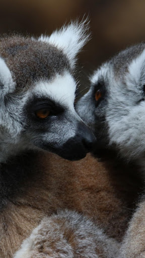 Cute Animal Wallpapers