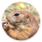 DiggieDog: A Gopher Client for Android icon
