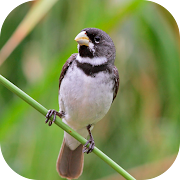 Collar Bird Corners