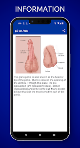 陰茎の解剖学