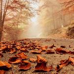 Cover Image of Download Autumn Wallpaper 1.20 APK