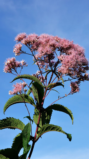 Joe Pye Weed Wallpaper