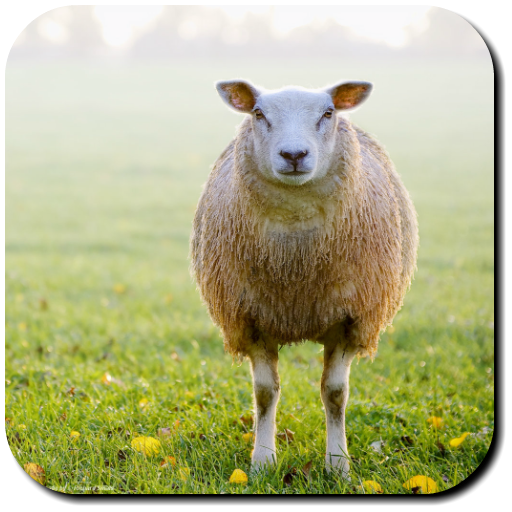 Sheep Wallpapers 3 Icon