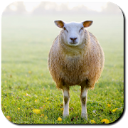 Sheep Wallpapers