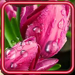 Cover Image of Download Tulips Fresh Dew  APK