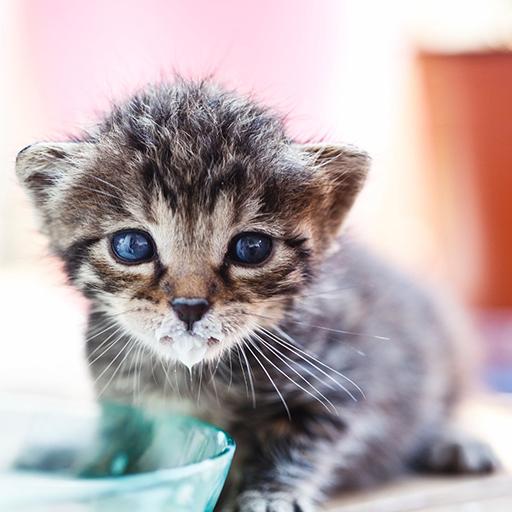 Baby Cats Switch Puzzle FREE