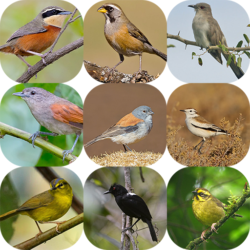 Звуки птиц. Птицы со звуком з. Птица со звуком ш. Редкие звуки птиц.