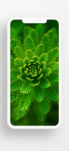 Leaf Wallpapers - HD, QHD, FUL