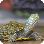 Cover Image of Download Tortoise Wallpaper HD 1.08 APK