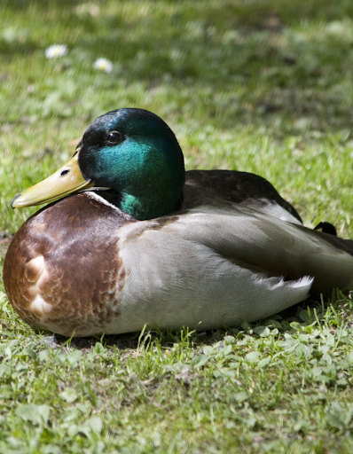 Mallard Duck Information